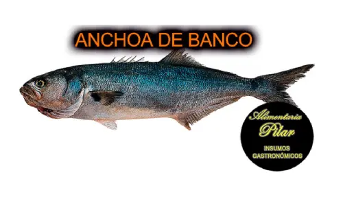 Anchoa de banco