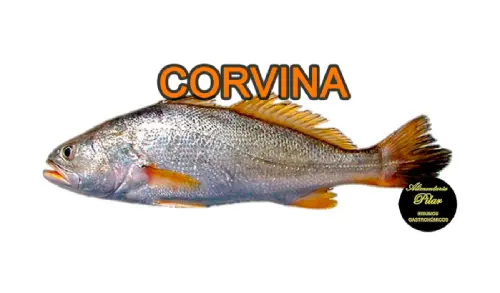 Corvina