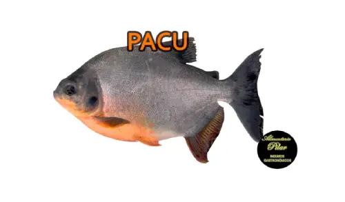 Pacú