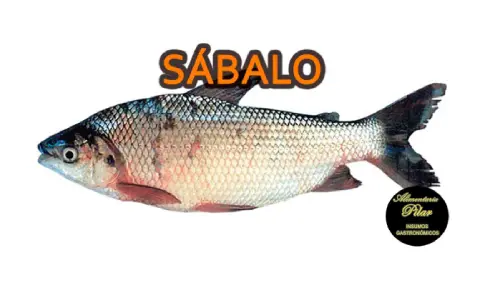 Sábalo